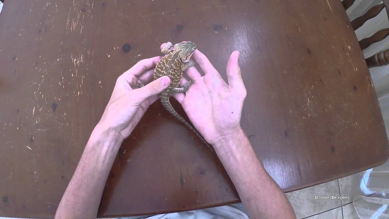How To Handle Your Bearded Dragon