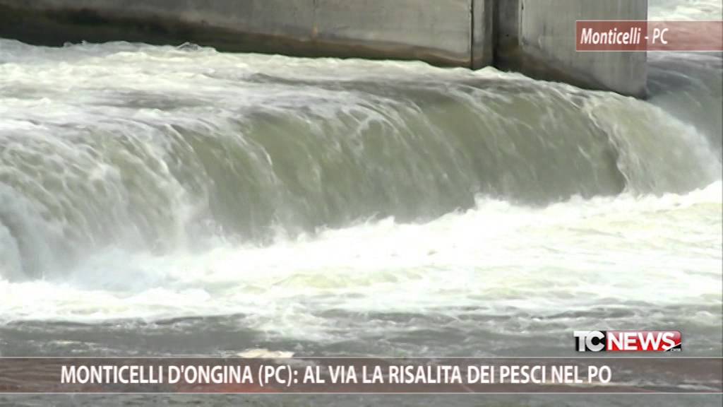 Monticelli d'Ongina (PC): al via la risalita dei pesci nel Po
