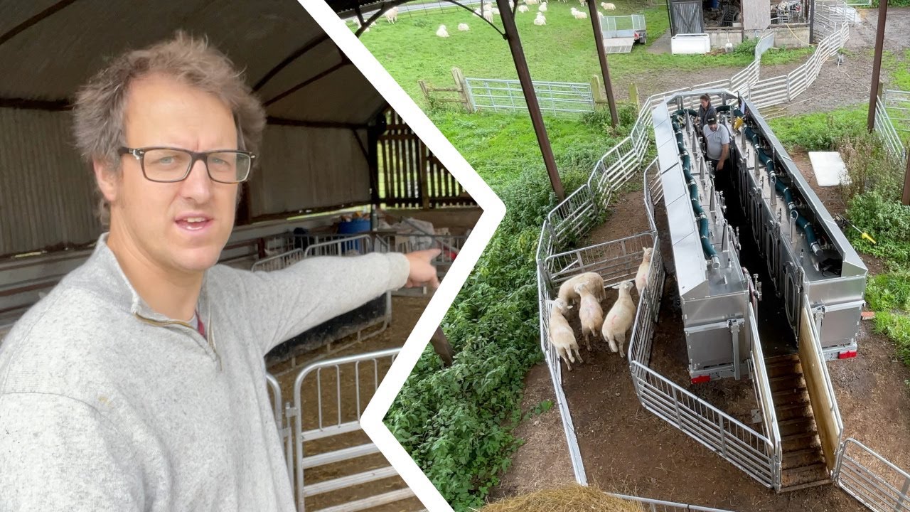 Measuring Methane emissions in sheep