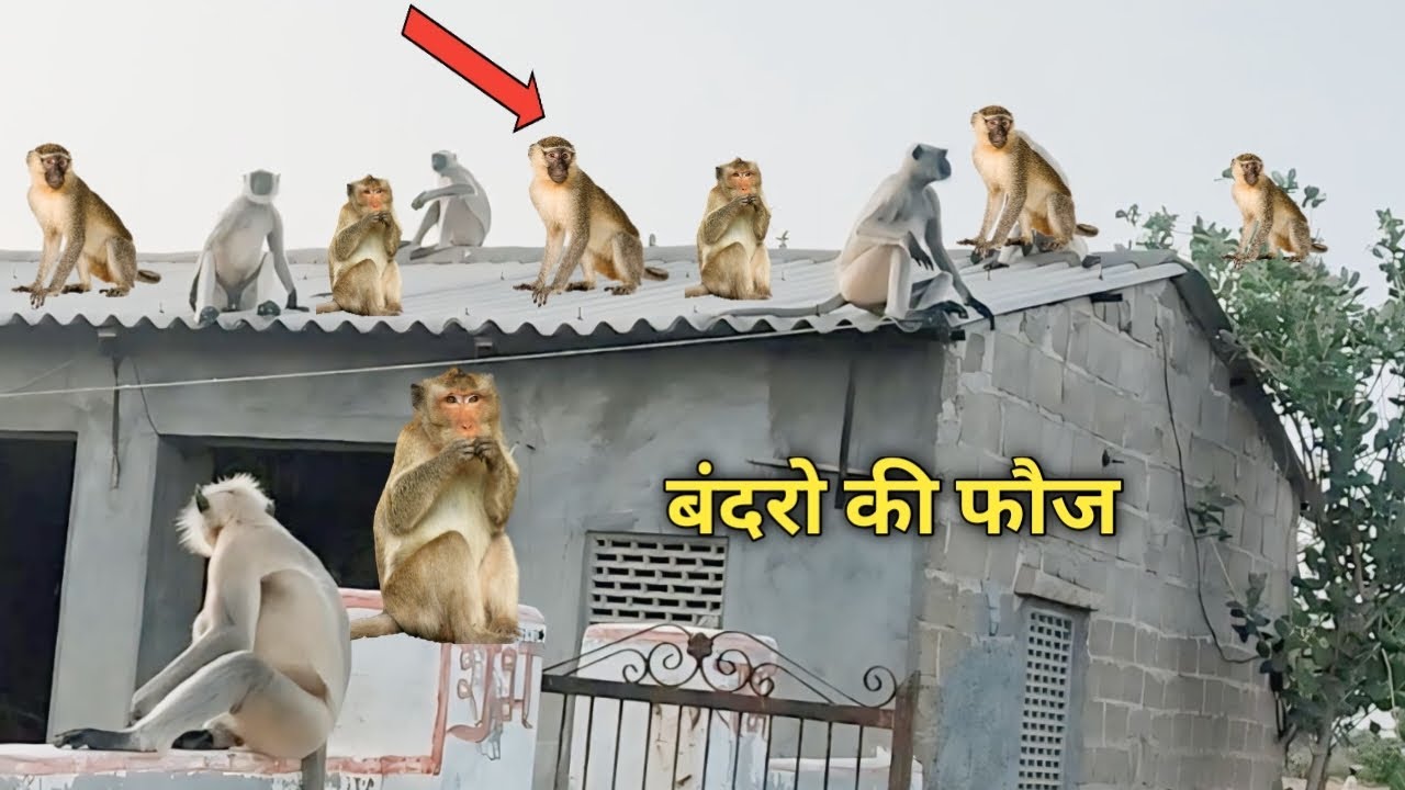 बंदरों ने कर दिया परेशान 😡😡😡😡😡😡