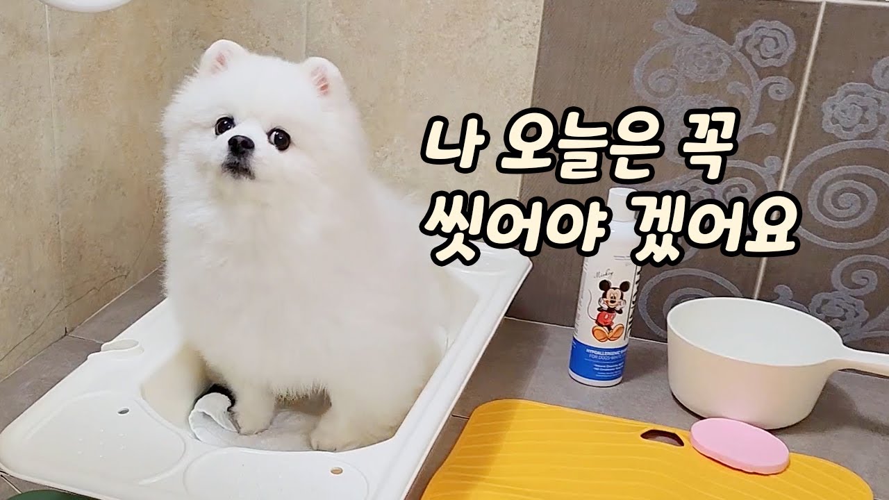 간만에 목욕하쟀더니 스스로 욕조에 뛰어 들어가는 강아지