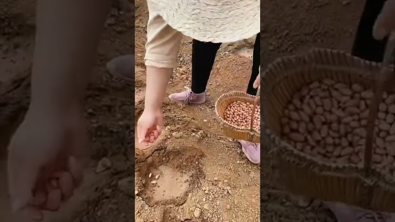 Farming Techniques  Planting Peanuts On The Farm #agriculture #satisfying #short
