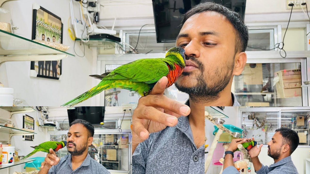 Coconut lorikeet guide @mr.petswala Exotic Pet Store In Mumbai #exoticpet #exotic #pets #birds