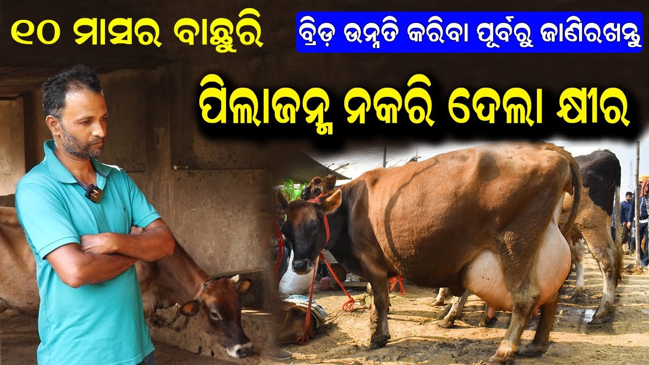 ୧୦ ମାସର ବାଛୁରି ଦେଲା କ୍ଷୀର, କଣ ଥିଲା ସମସ୍ୟା  || What are the problems in cow rearing in Orissa. #cow