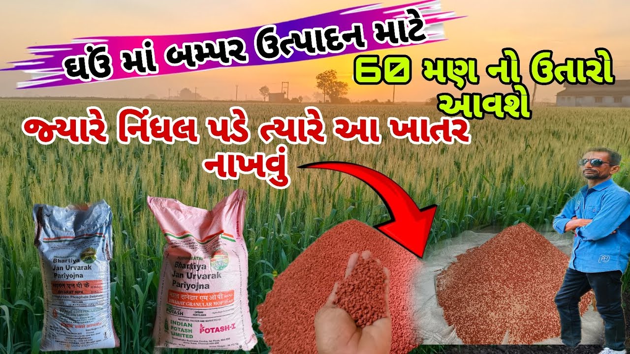 ઘઉ માં બમ્પર ઉત્પાદન ||  નિંધલ પડે ત્યારે આ ખાતર નાખવું || 60 મણ નો ઉતારો || @papa ni ladli vlogs 