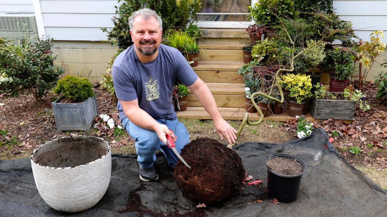 Container Refresh Time - Japanese Maple