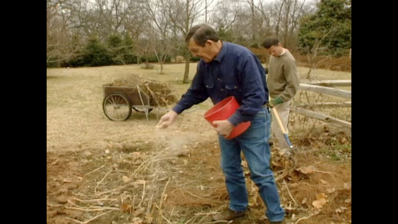 Cutting Back Asparagus