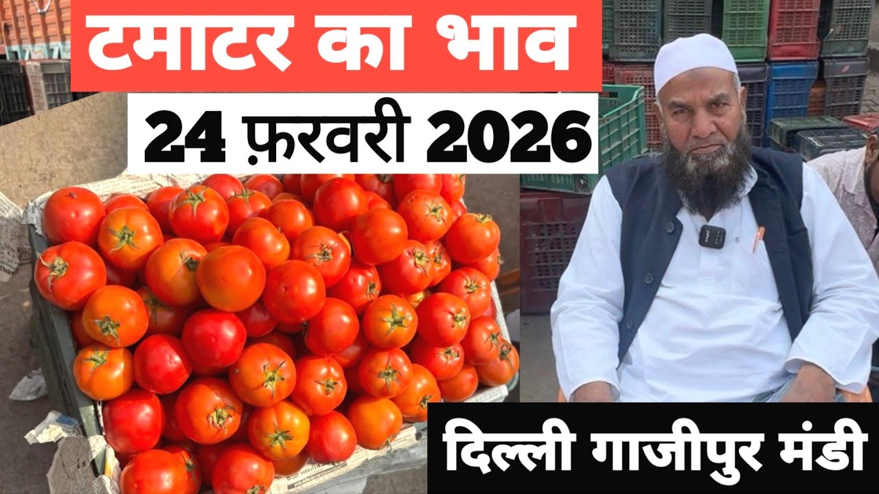 24 February 2026 🍅टमाटर का भाव दिल्ली ग़ाज़ीपुर मंडी | today tomato rate in delhi mandi #tamatar 