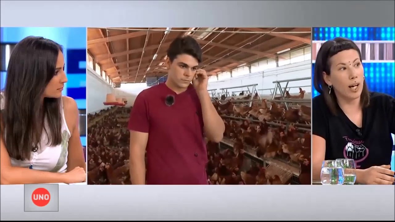Polémica en España por determinar si los gallos violan o no a las gallinas