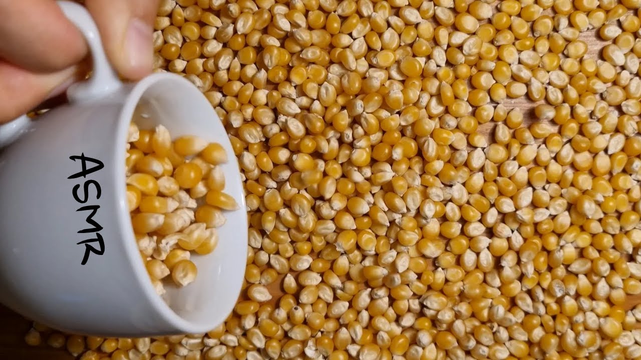 Dry Corn Crunch ASMR 🍿 딱딱한 팝콘 건옥수수 소리