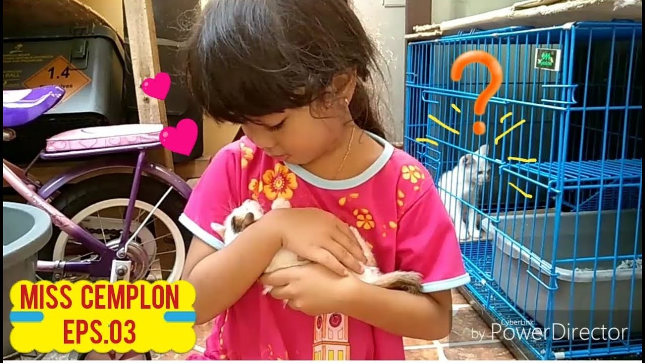 How to play with your cat / Aksi SHAFEEA HANUM bermain dengan kucing lucu