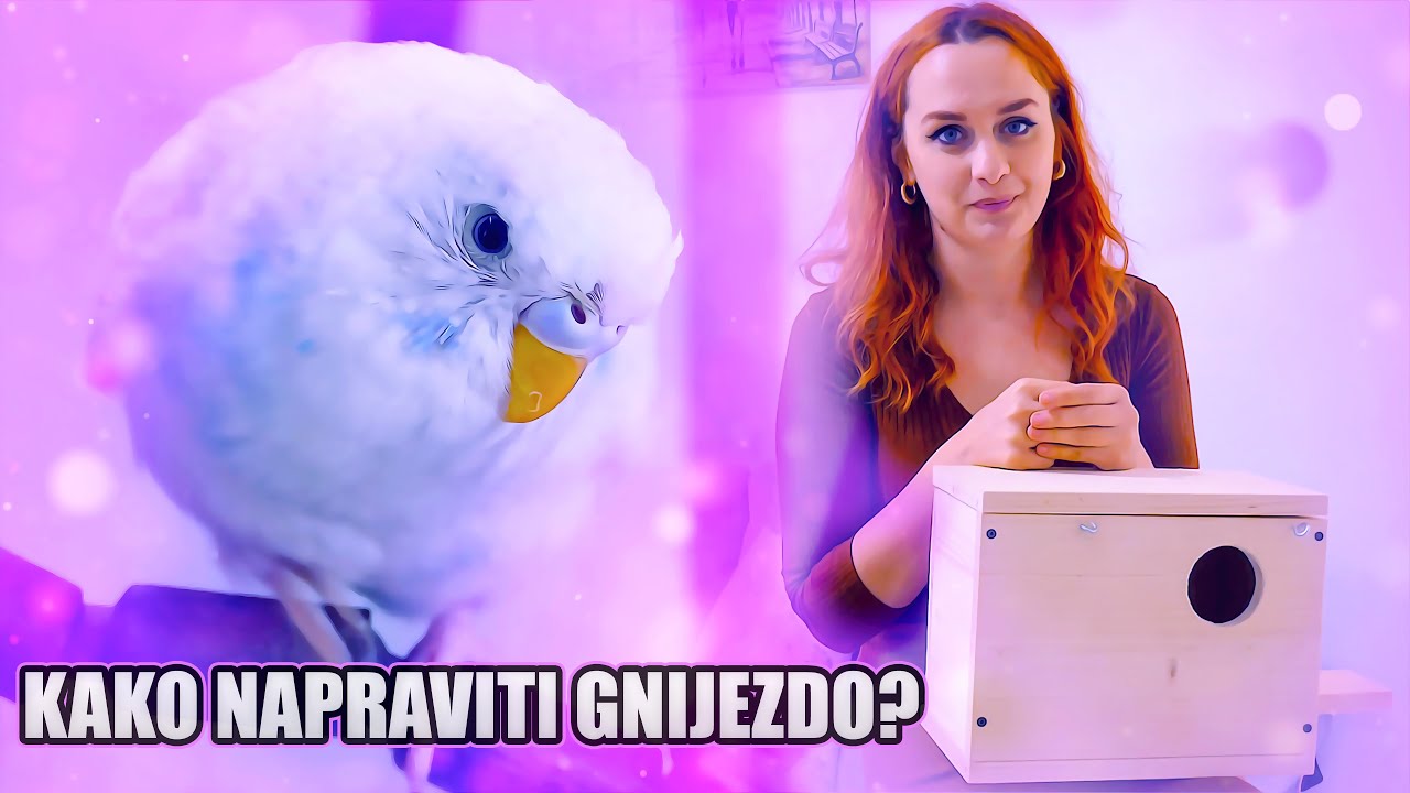 Kako Napraviti Gnijezdo za Papagaje sa Kamerom