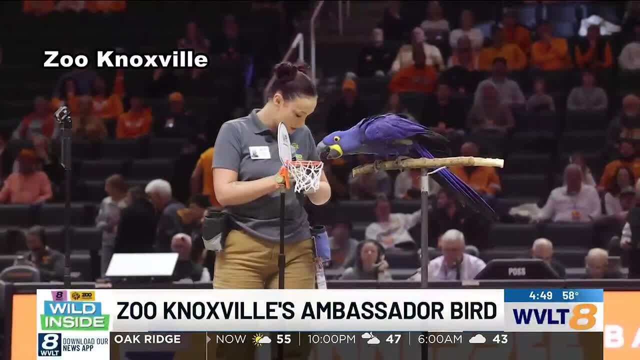 Zoo Knoxville macaw takes on UT basketball