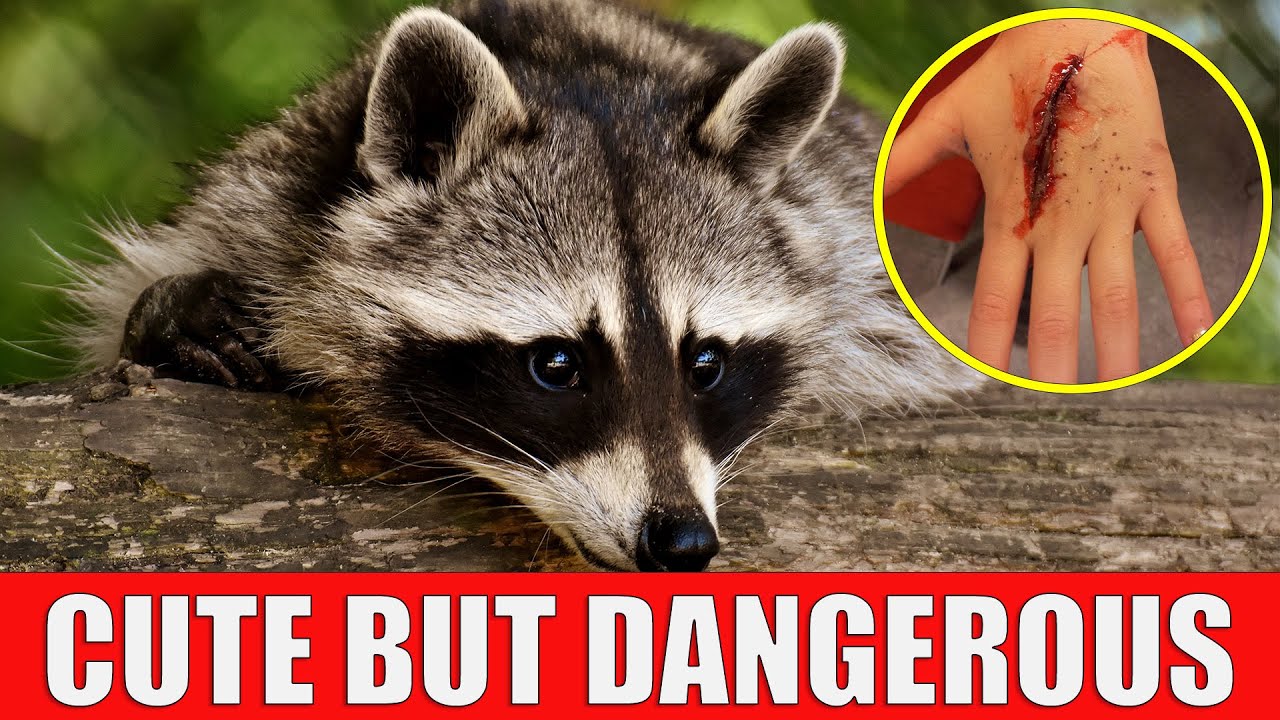 10 Cute But Dangerous Animals