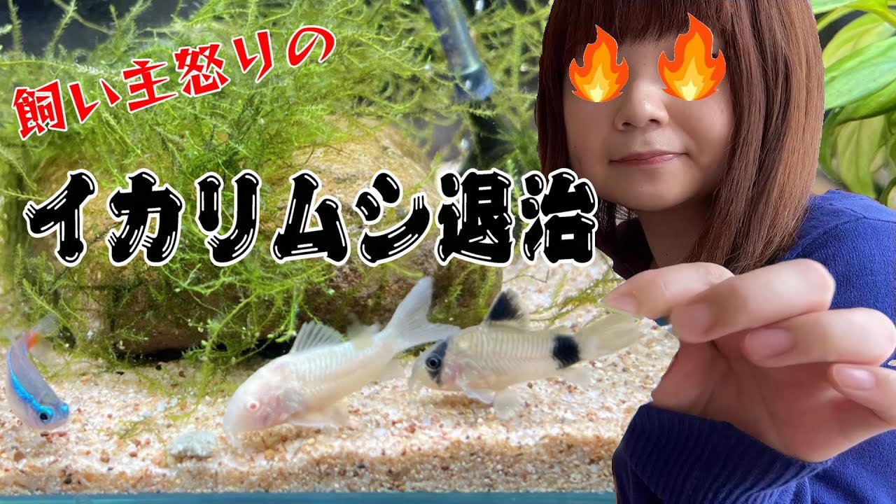 コリドラスがイカリムシに感染　デメリン浴で治す