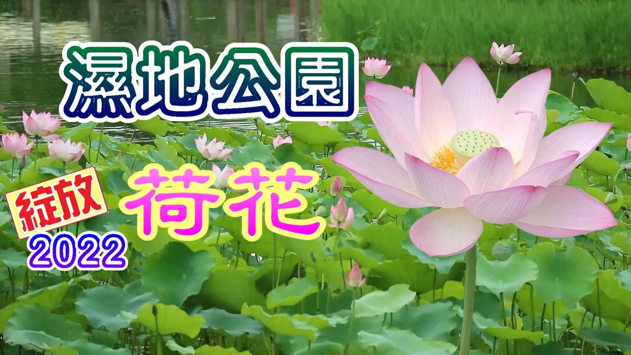 [輕輕鬆鬆，賞花遊蹤] 荷花 蓮花 | 濕地公園 | 城門谷公園 | 青衣公園 | Lotus | Wetland Park | Shing Mun Valley Park