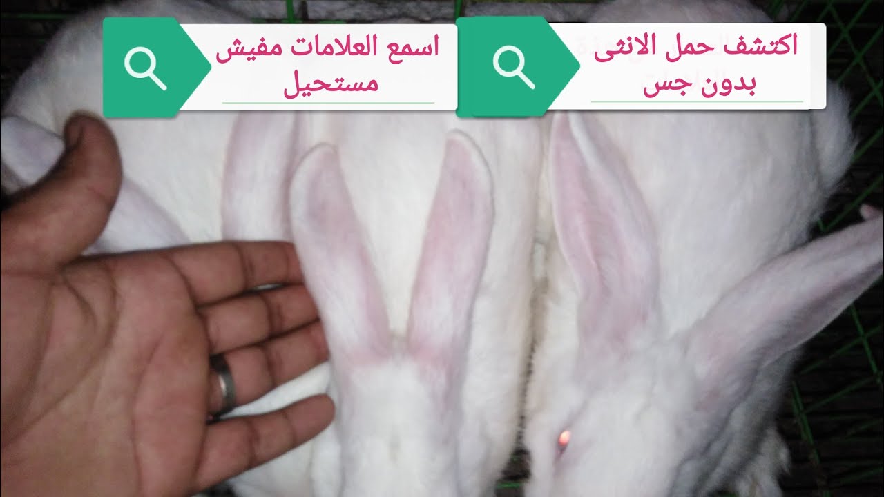 طريقة اكتشاف حمل الانثى بدون جس وبدون فحص ببعض العلامات 10علامات مضمونة 100 %مفاجأة سارة 🤨 🐰