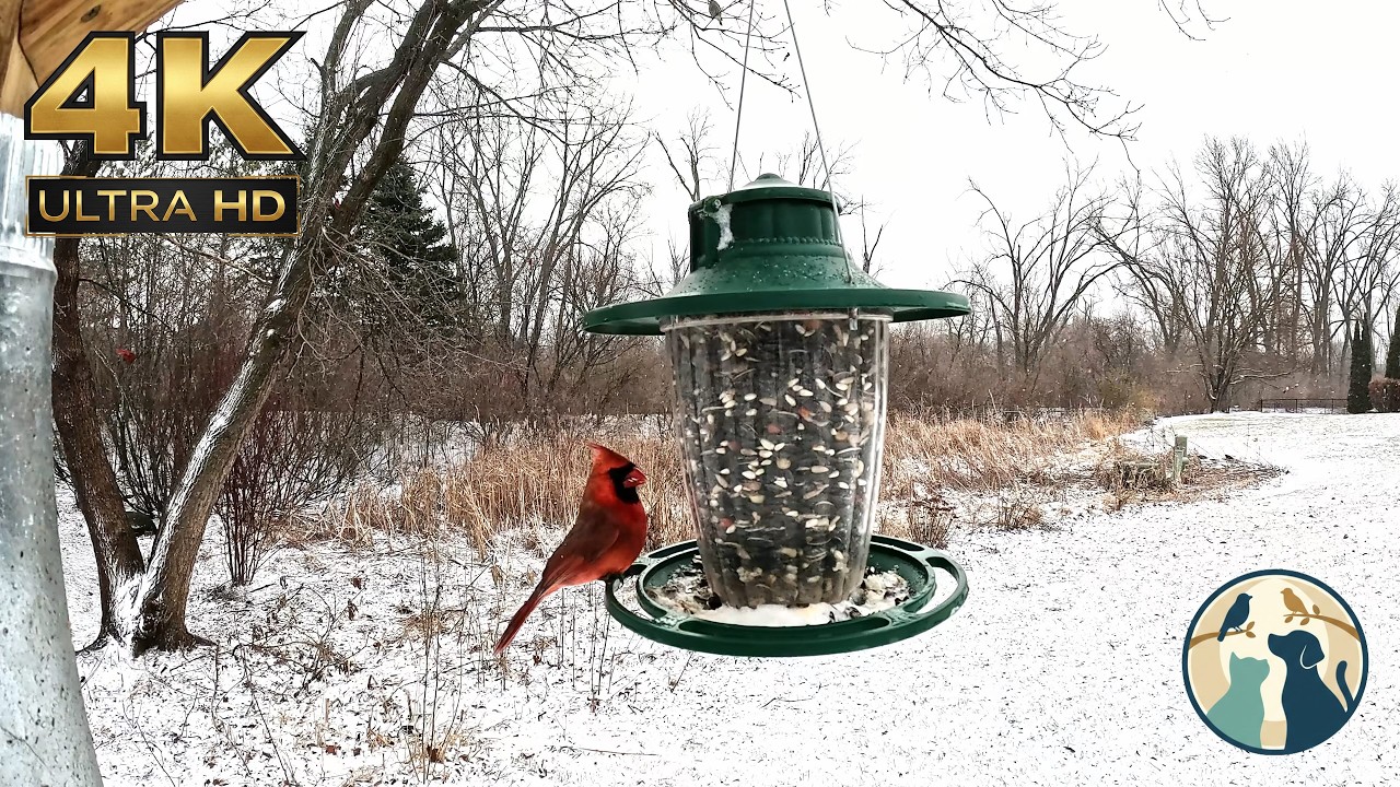 TV for Cats and Dogs - Busy Bird Feeder on a Cold and Windy Day