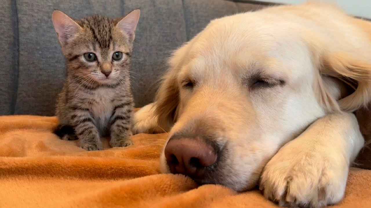 What Does a Kitten Do When He Finds a Sleeping Golden Retriever?