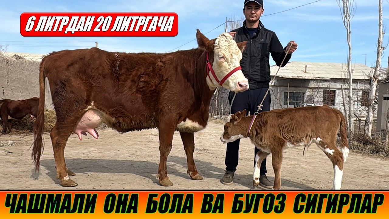 СУТДОР ОНА БОЛА ВА БУГОЗ СИГИРЛАР АРЗОН НАРХДА ОГАБЕК 02-03-2026
