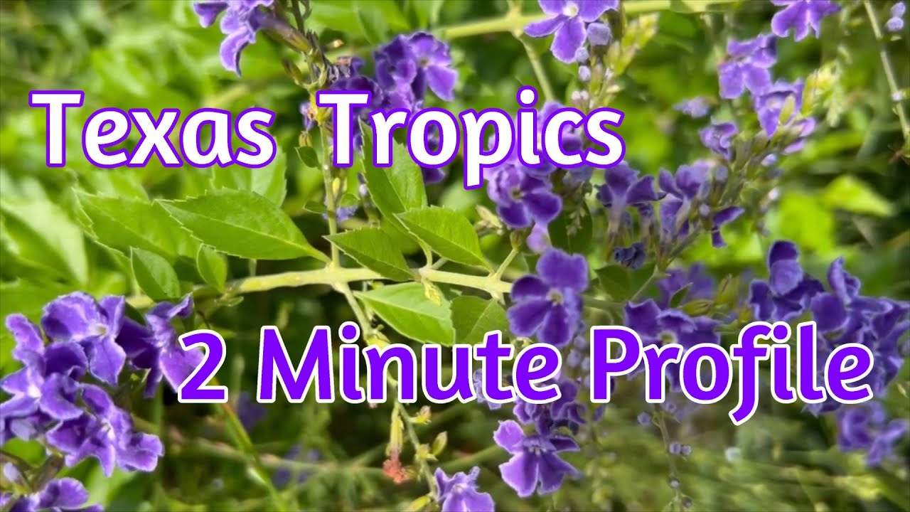 2 Minute Profile - Duranta All You Need to Know