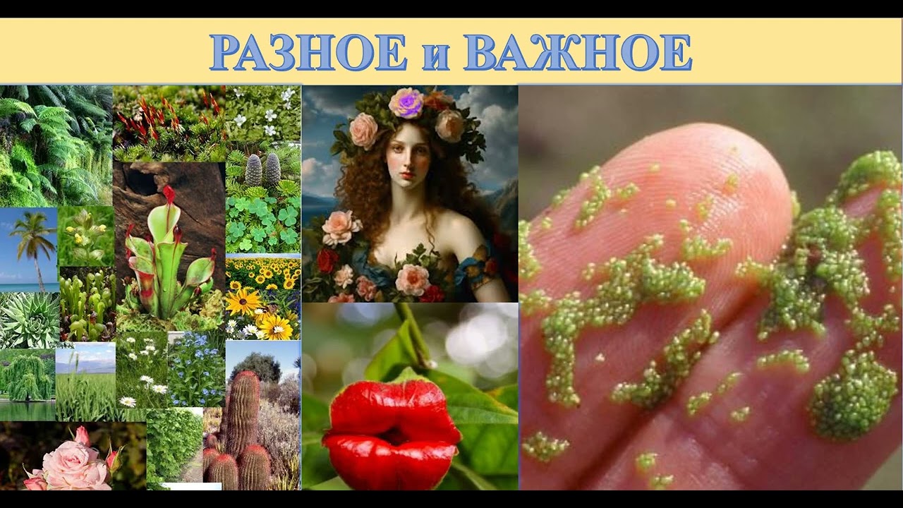 48 Флора-не растительность