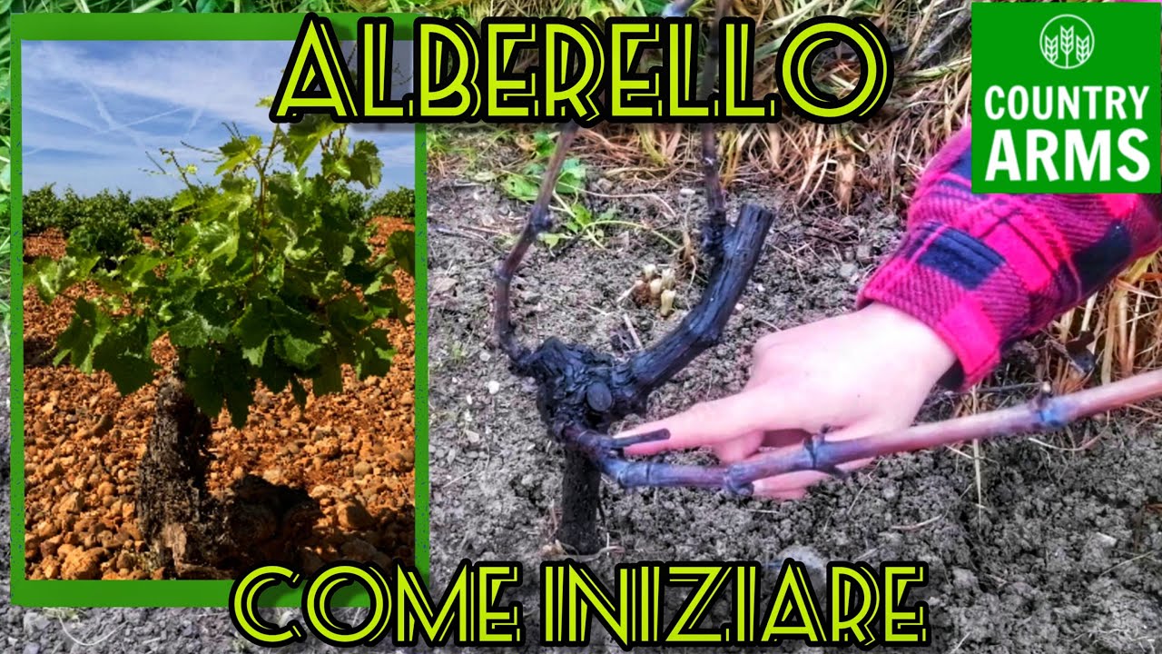 Potare la vite: come va impostato l'alberello.