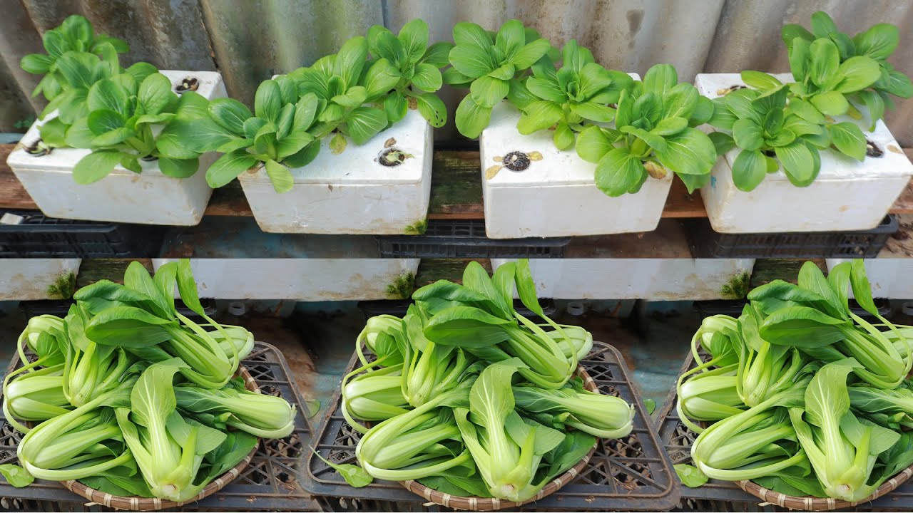Growing hydroponic bok choy at home - Anyone can do it