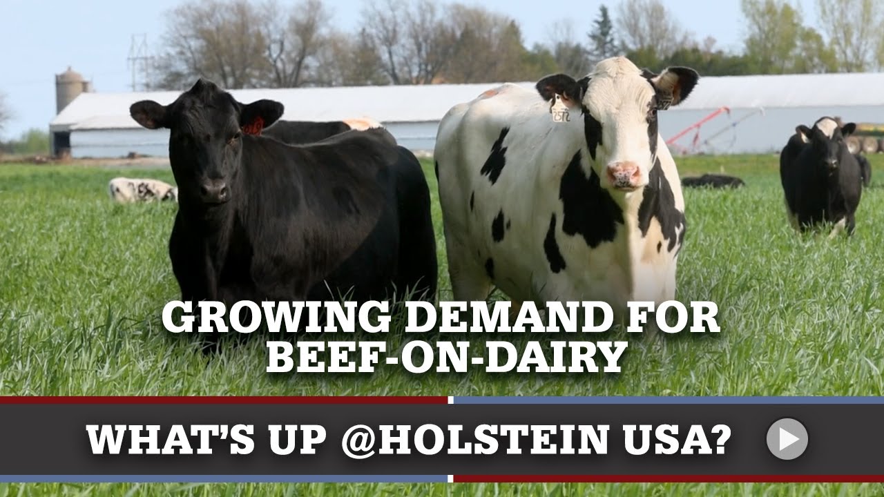 What's Up at Holstein USA: Beef-on-Dairy