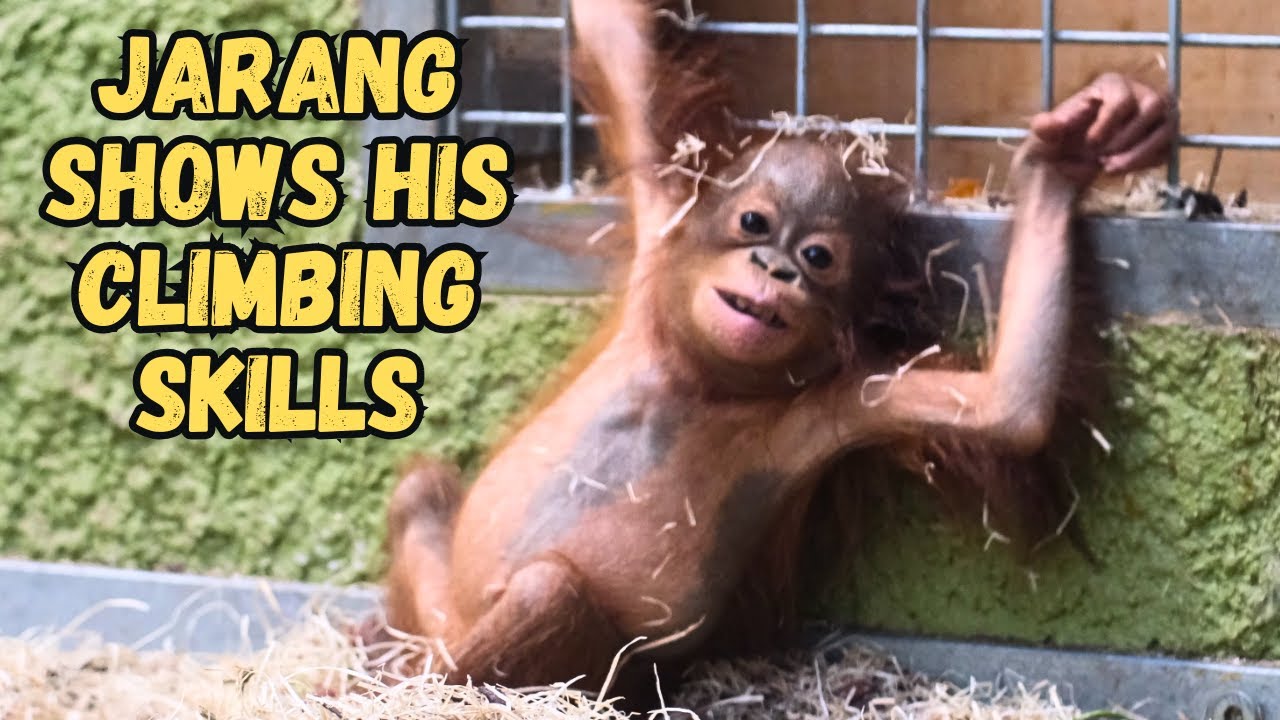 Baby Jarang's Amazing Progress Will Melt Your Heart