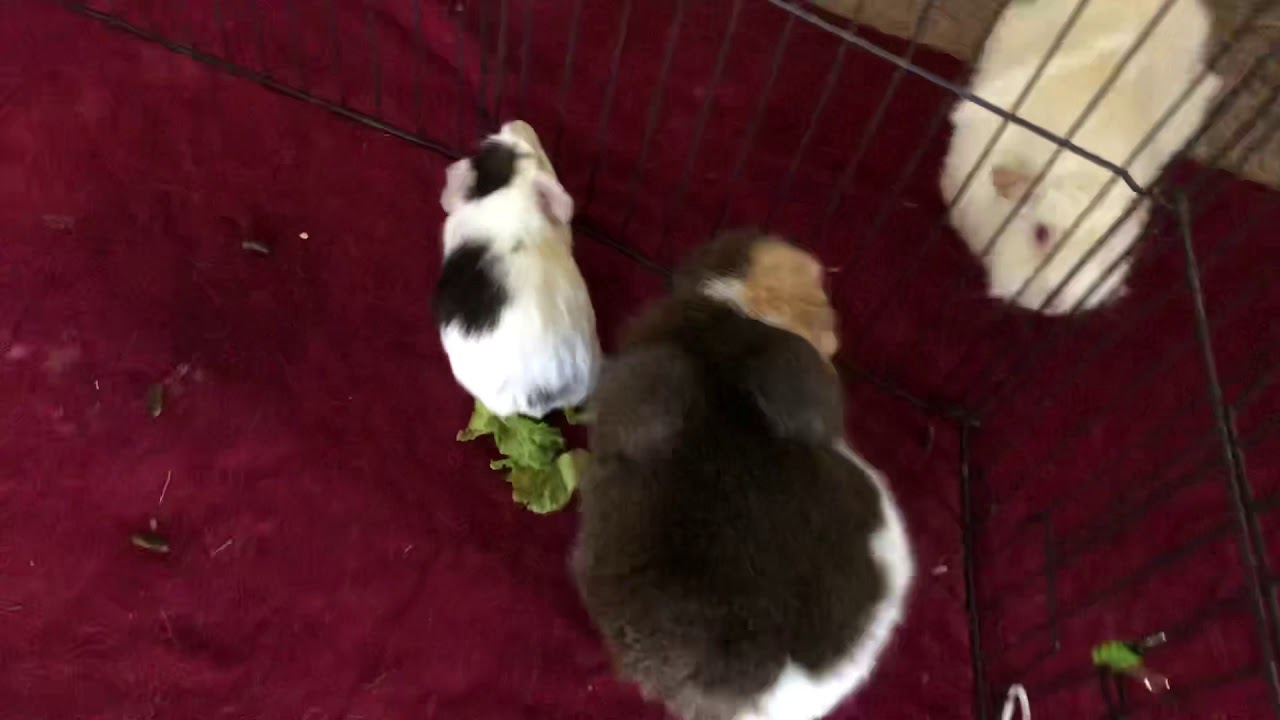 Baby Guinea Pig Intro