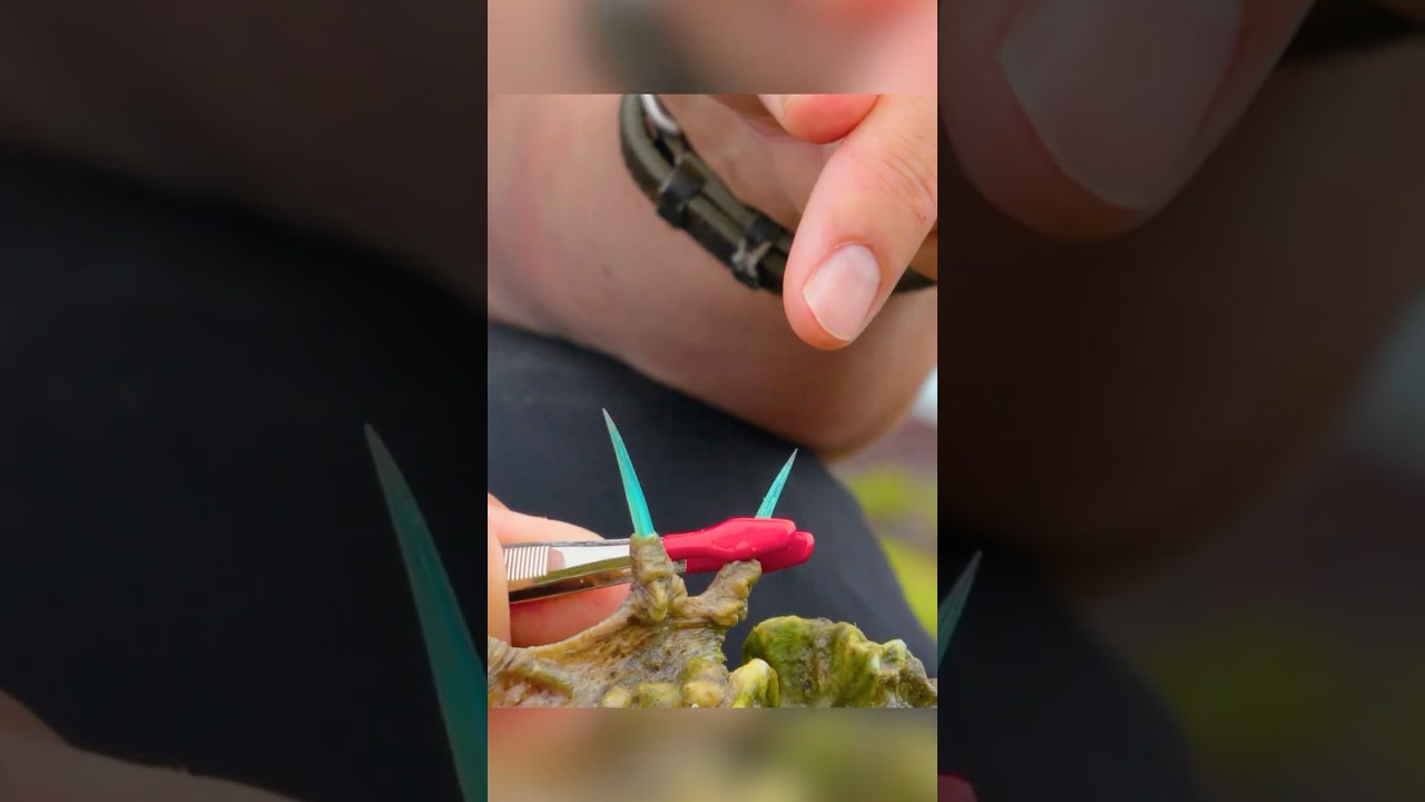 Stung by a Venomous Stonefish!