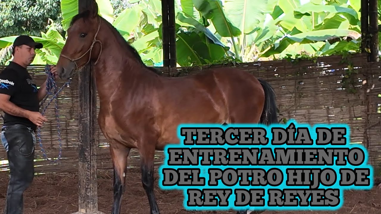 TERCER DÍA DE ENTRENAMIENTO DEL POTRO HIJO DE REY DE REYES 
