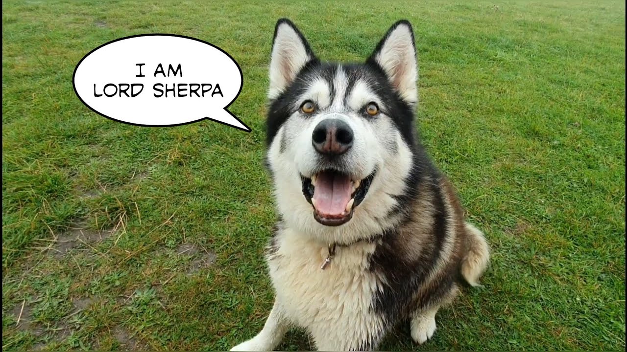 Funny Dog reacts to becoming a Lord | So Cute