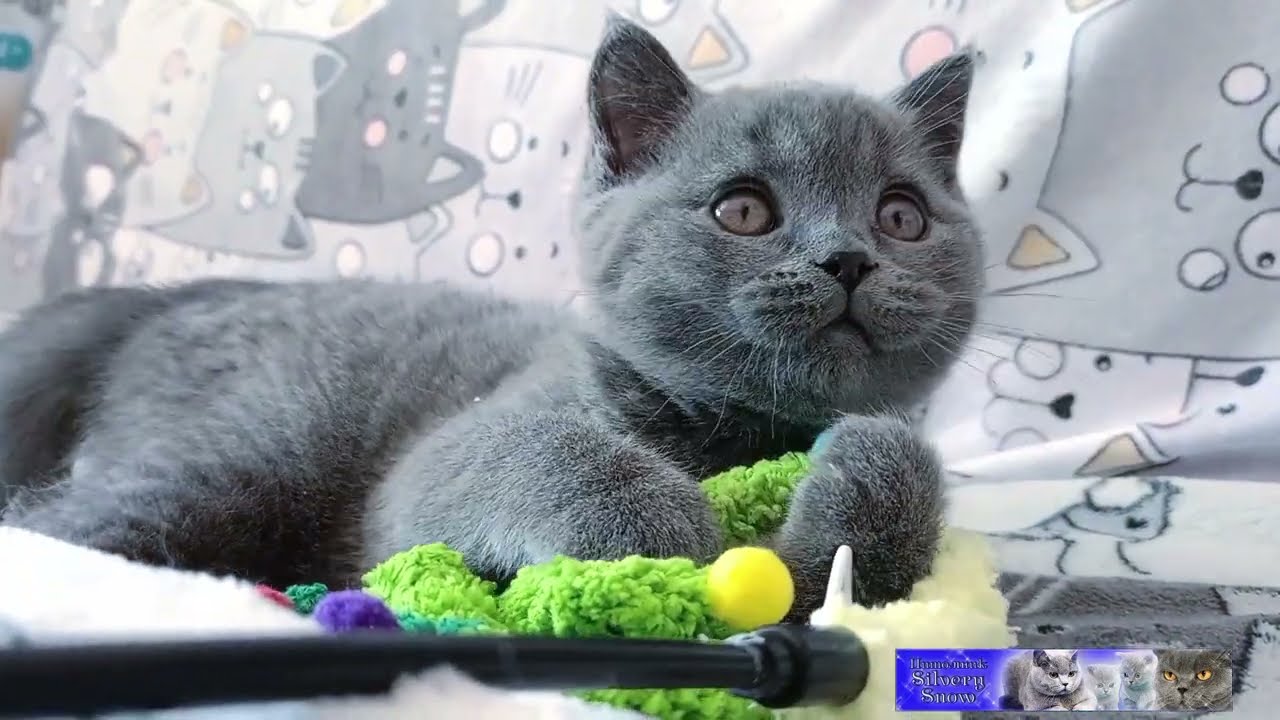 Голубой британский котик играет 