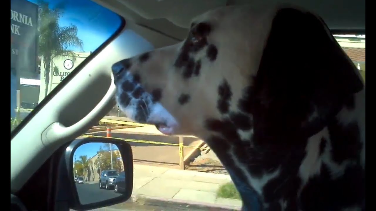 Maxwell the Dalmatian Goes to Nate's Point Balboa Dog Park 1/29/12