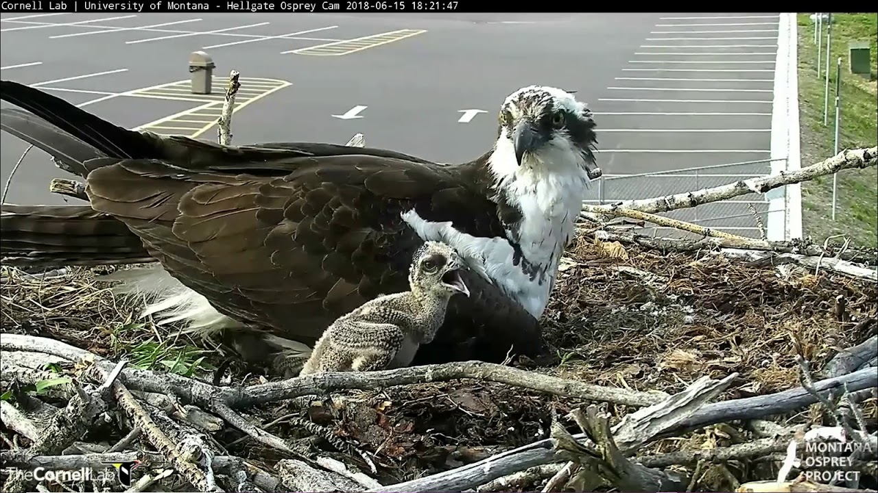 Hellgate osprey 6 15 18 646pm & 708pm Fish deliverys & feeding
