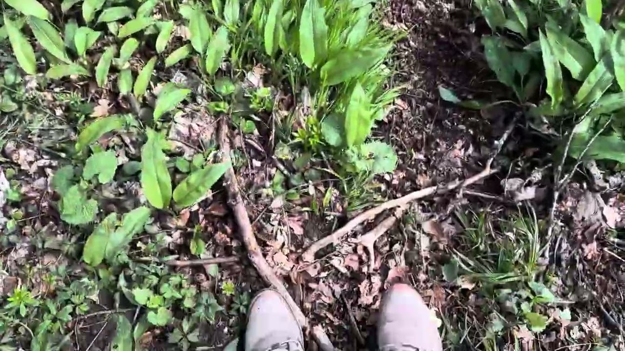 Wild garlic leaves
