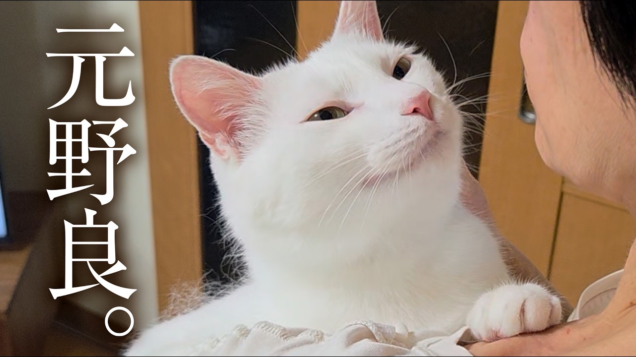 雨に濡れていた野良猫と暮らしてみると・・・。