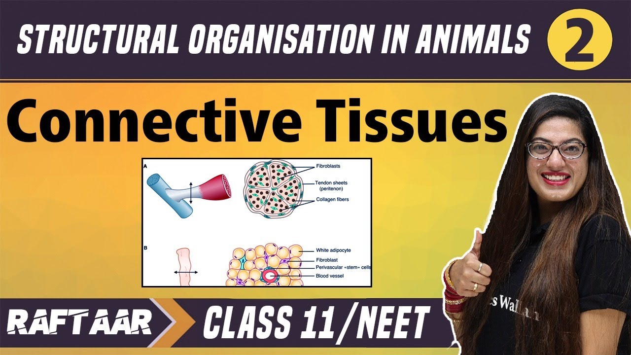 Structural Organization in Animals 02 || Connective Tissues || Class 11/NEET || RAFTAAR