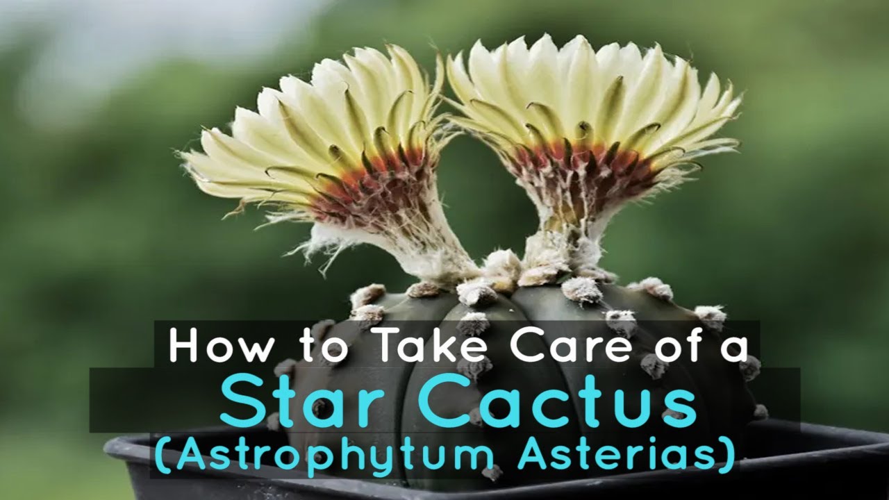 How to Take Care of a Star Cactus (Astrophytum Asterias)