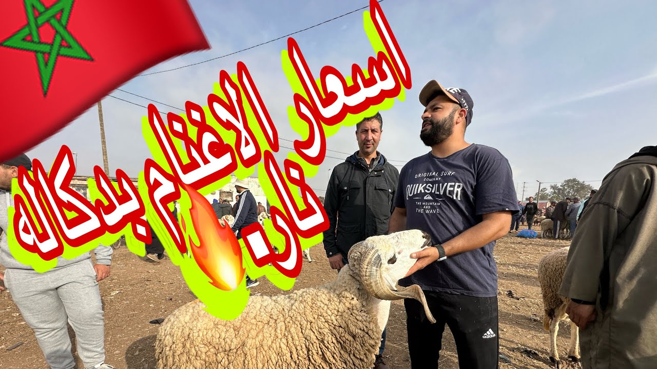 أسوق دكاله للأغنام والأضاحي اغلا سوق بالعالم الحولي بمليون 🇲🇦😳الشناقه والكسابه جننو الناس