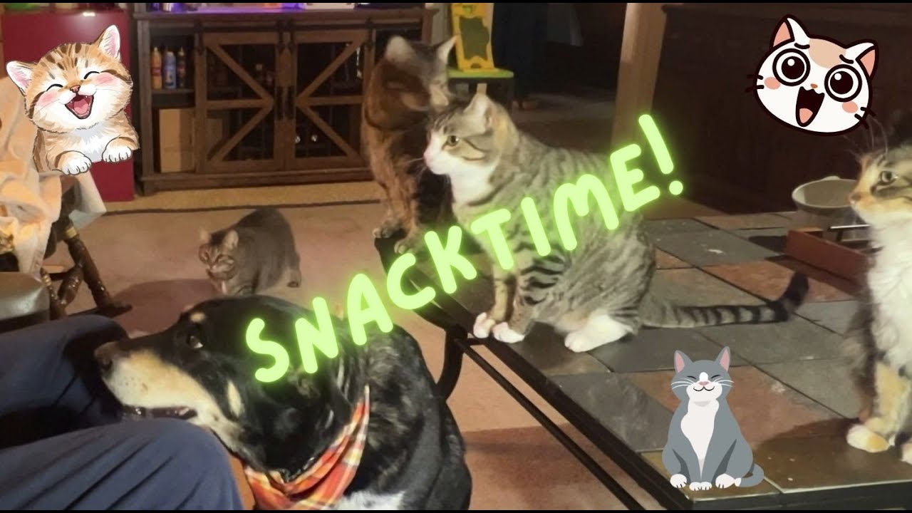 All Kitties to Snacking Stations!