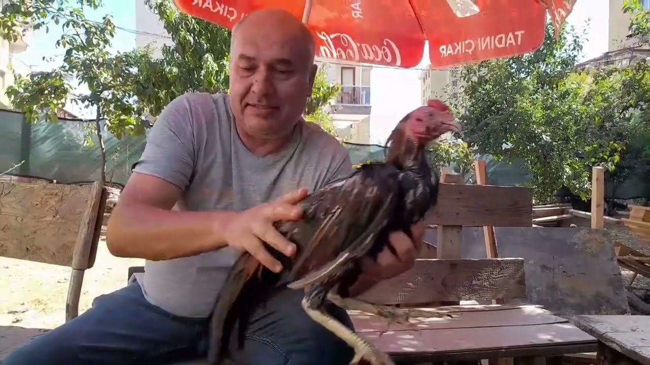#hinthorozu Çiçek hastalığı ve tedavisi ilaç ve süresi #viral #galos #tavuk #farm #dakan 472