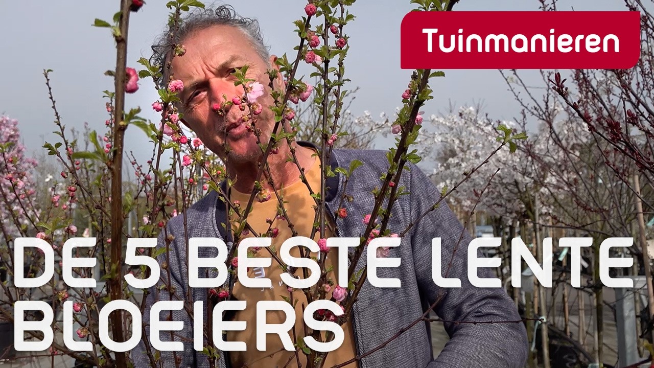 De 5 beste lente bloeiers | Prunus | Tuinmanieren