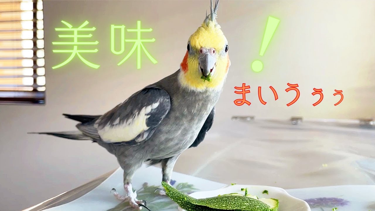 19歳オカメインコの好む夏野菜はこれ! Best summer veggie for a 19-year-old cockatiel