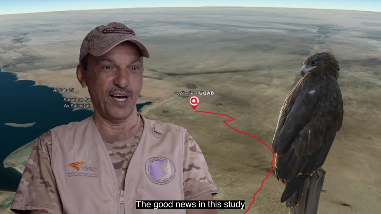 عقاب الكويت