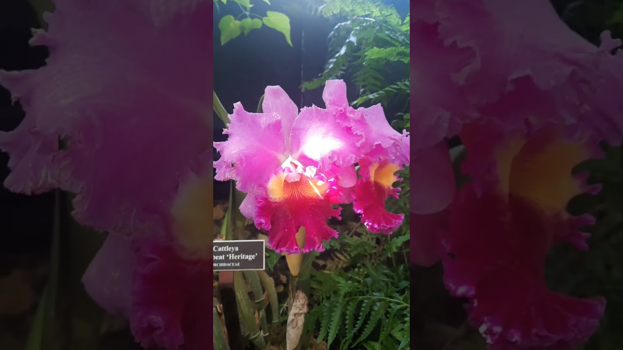 Orchid show NYC Botanical garden 2026