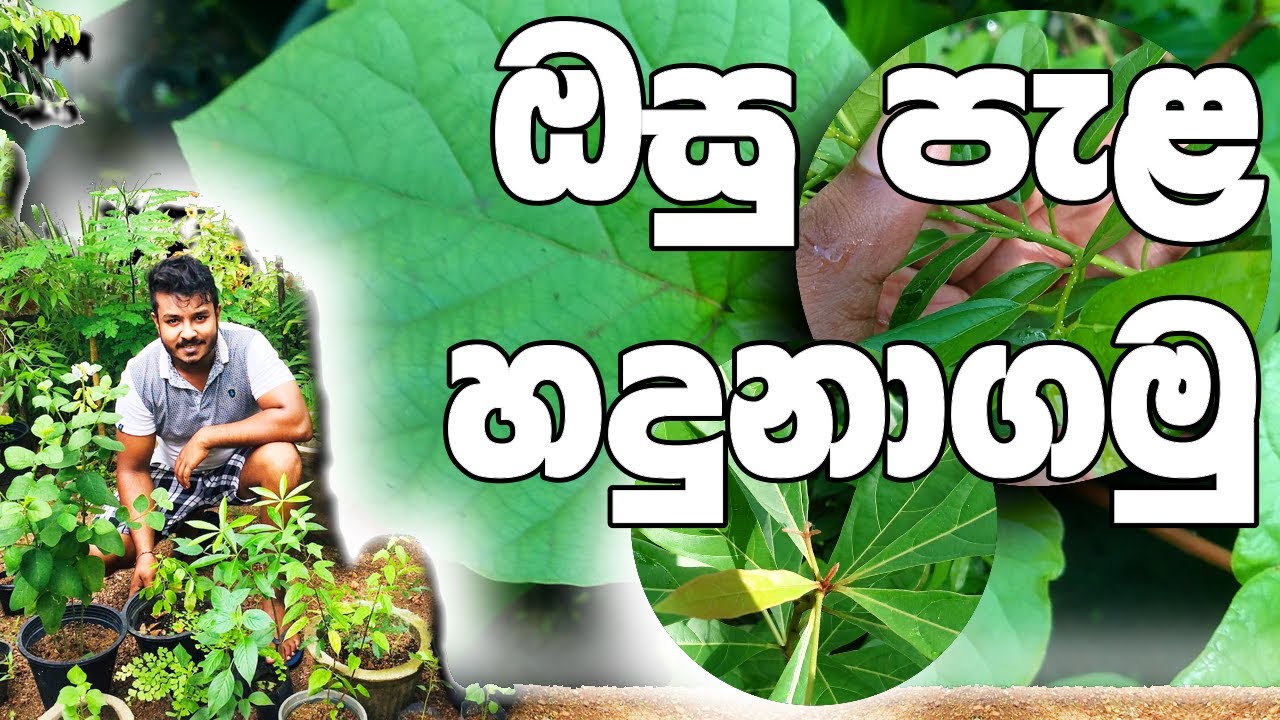 ඔසු පැල හදුනාගමු | අපි නොදන්නා ඔසු | ඖෂධීය ශාක | Osu Pela