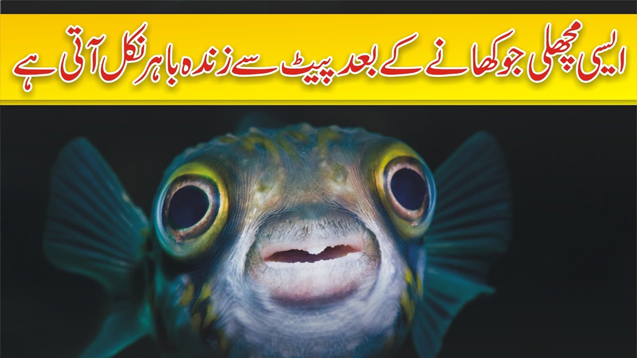 Unique fishes of Pir Chattal Shah Noorani Darbar In Balochistan | Peer Chattal Shah Noorani | BN
